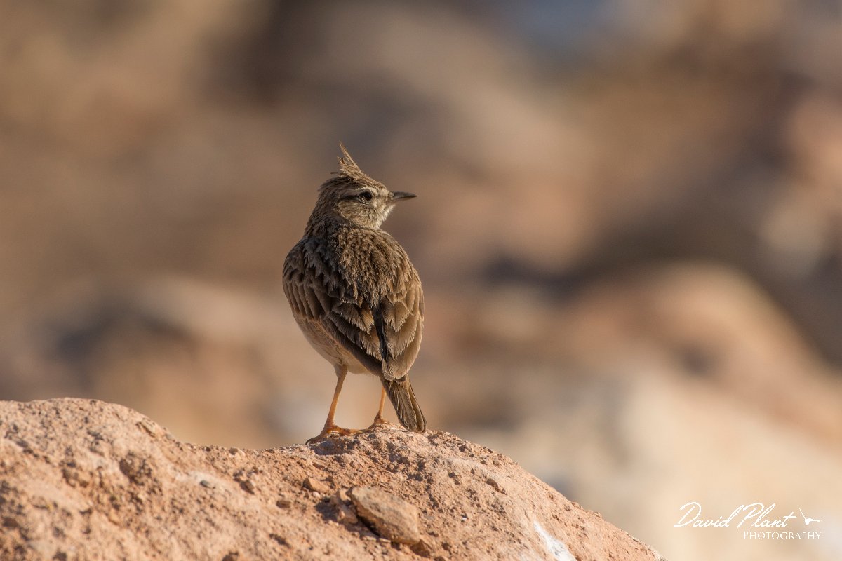 David Plant Photography - Wildlife Photography - Crested lark - A.jpg - Crested lark - Anza Fish Factory, Agadir, Morocco
