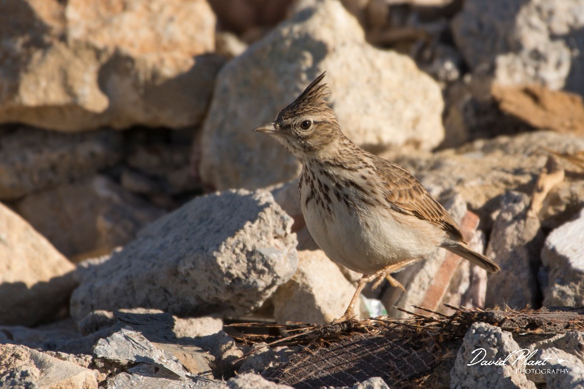 David Plant Photography - Wildlife Photography - Crested lark - B.jpg - Crested lark - Anza Fish Factory, Agadir, Morocco