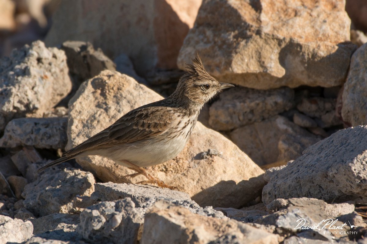 David Plant Photography - Wildlife Photography - Crested lark - C.jpg - Crested lark - Anza Fish Factory, Agadir, Morocco