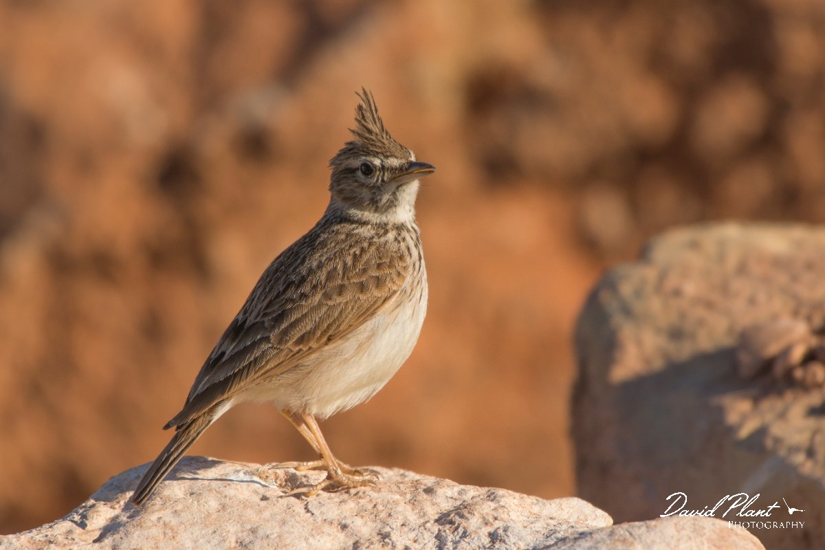 David Plant Photography - Wildlife Photography - Crested lark - D.jpg - Crested lark - Anza Fish Factory, Agadir, Morocco