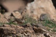 DPPhotography - Morocco - Crested lark - A