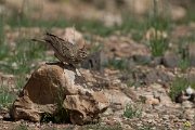 DPPhotography - Morocco - Crested lark - C