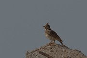 DPPhotography - Morocco - Crested lark - D