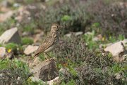 DPPhotography - Morocco - Crested lark - E