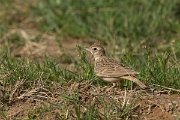 DPPhotography - Morocco - Crested lark - F