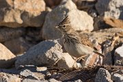 David Plant Photography - Wildlife Photography - Crested lark - B