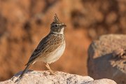 David Plant Photography - Wildlife Photography - Crested lark - D
