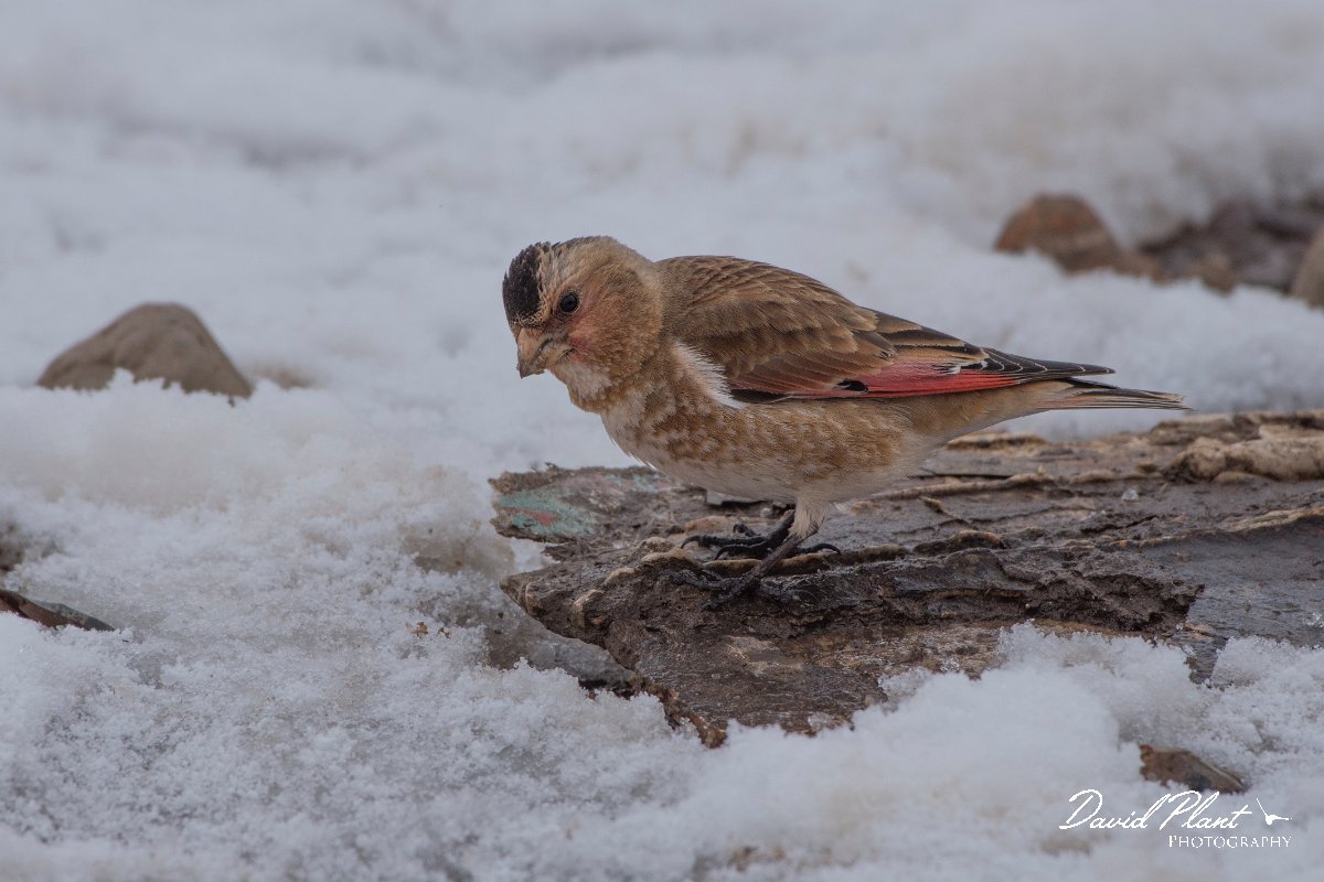 DPPhotography - Morocco - Crimson-winged finch - C.jpg - Crimson-winged finch - Oukaimeden ski area, Morocco