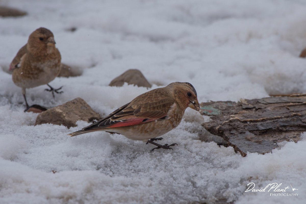 DPPhotography - Morocco - Crimson-winged finch - D.jpg - Crimson-winged finch - Oukaimeden ski area, Morocco