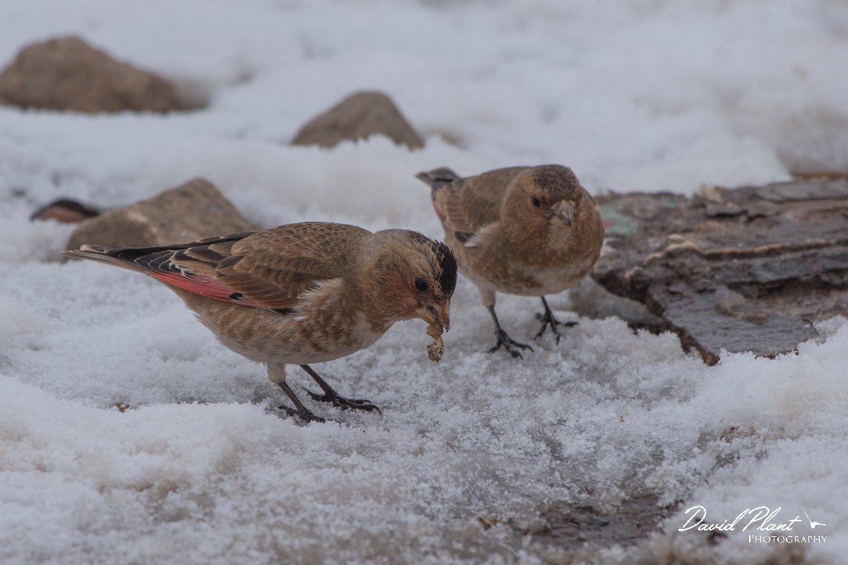 DPPhotography - Morocco - Crimson-winged finch - E.jpg - Crimson-winged finch - Oukaimeden ski area, Morocco