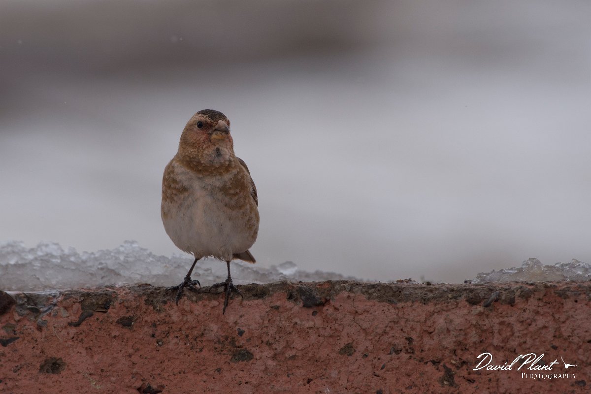 DPPhotography - Morocco - Crimson-winged finch - G.jpg - Crimson-winged finch - Oukaimeden ski area, Morocco