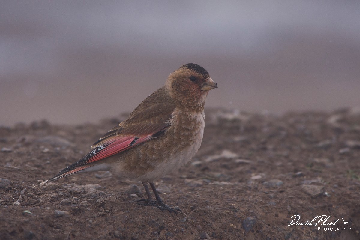 DPPhotography - Morocco - Crimson-winged finch - H.jpg - Crimson-winged finch - Oukaimeden ski area, Morocco