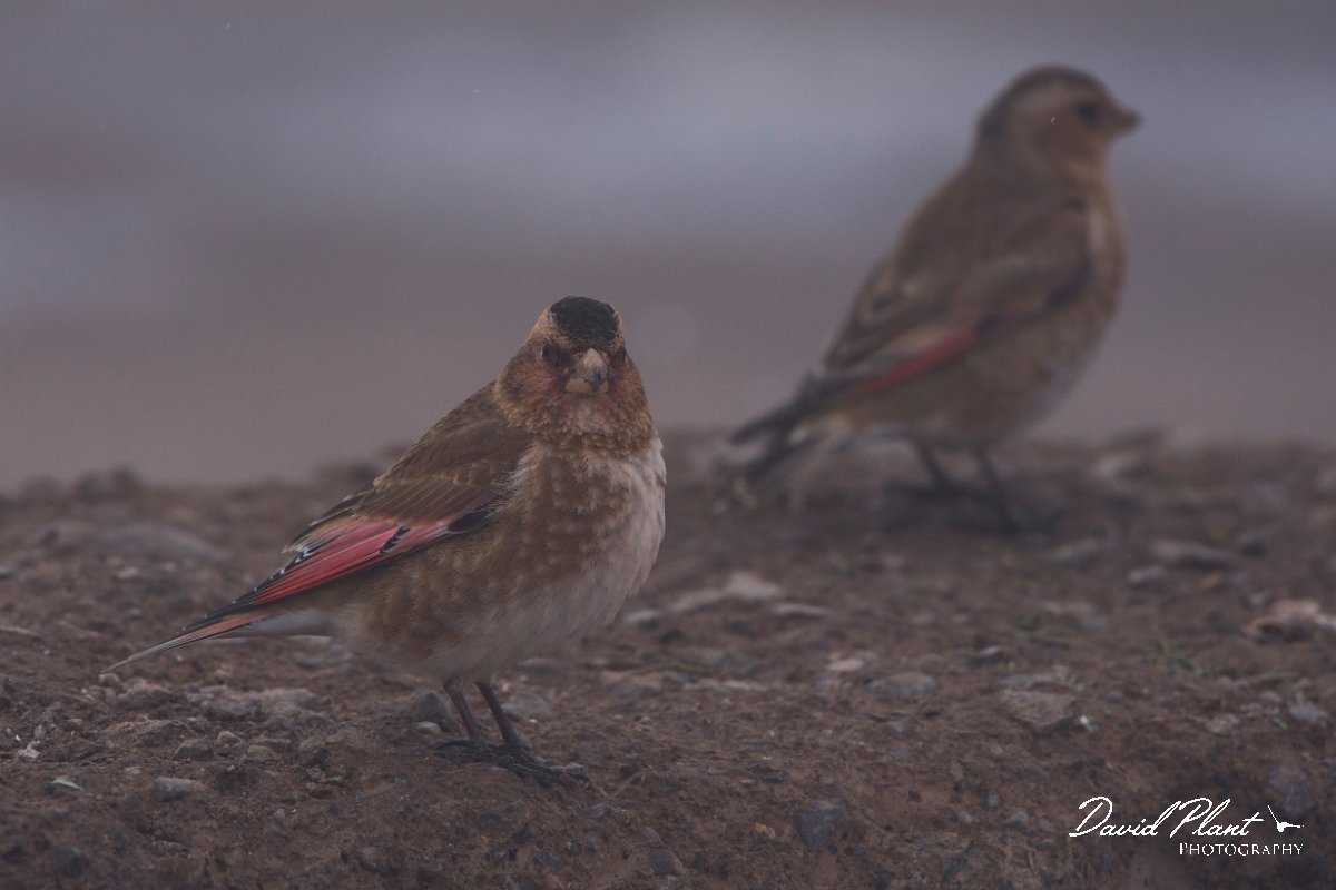 DPPhotography - Morocco - Crimson-winged finch - I.jpg - Crimson-winged finch - Oukaimeden ski area, Morocco