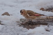 DPPhotography - Morocco - Crimson-winged finch - C