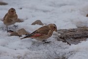 DPPhotography - Morocco - Crimson-winged finch - D