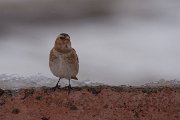 DPPhotography - Morocco - Crimson-winged finch - G