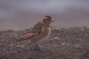 DPPhotography - Morocco - Crimson-winged finch - H