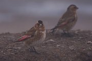 DPPhotography - Morocco - Crimson-winged finch - I