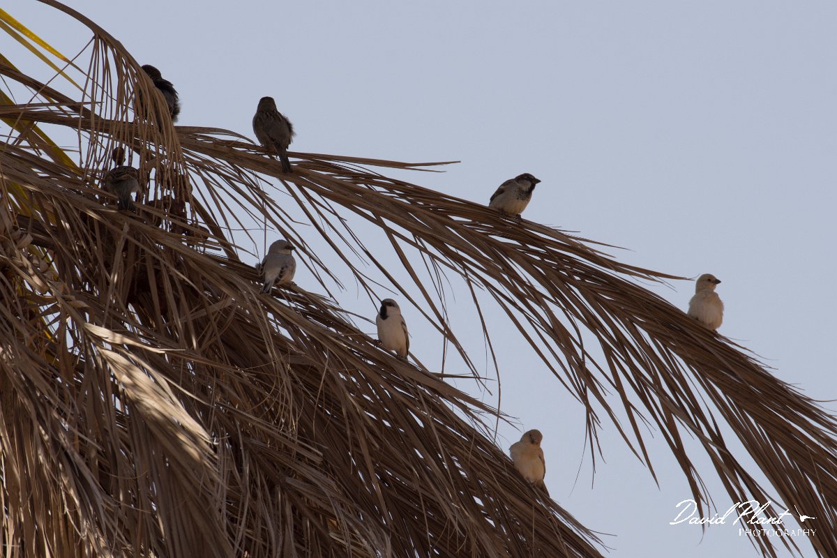 DPPhotography - Morocco - Desert sparrow - A.jpg - Desert sparrow - Sahara Desert, Morocco