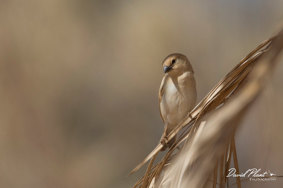 DPPhotography - Morocco - Desert sparrow - B.jpg - Desert sparrow - Sahara Desert, Morocco