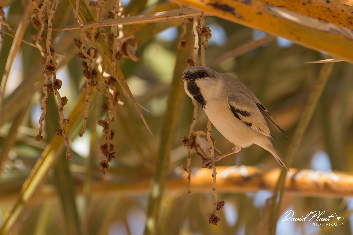 DPPhotography - Morocco - Desert sparrow - C.jpg - Desert sparrow - Sahara Desert, Morocco