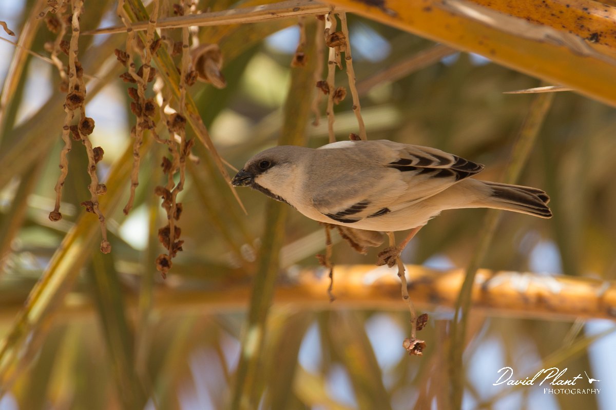DPPhotography - Morocco - Desert sparrow - D.jpg - Desert sparrow - Sahara Desert, Morocco