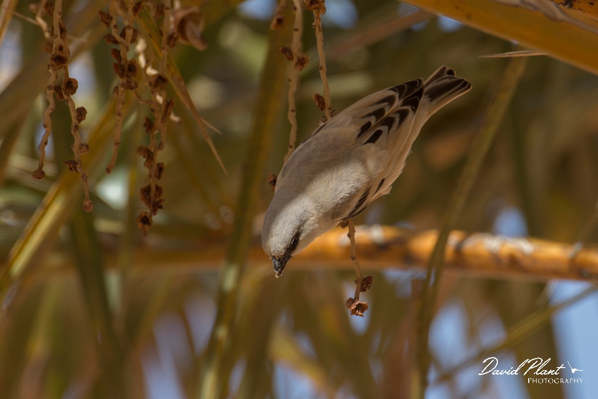 DPPhotography - Morocco - Desert sparrow - E.jpg - Desert sparrow - Sahara Desert, Morocco
