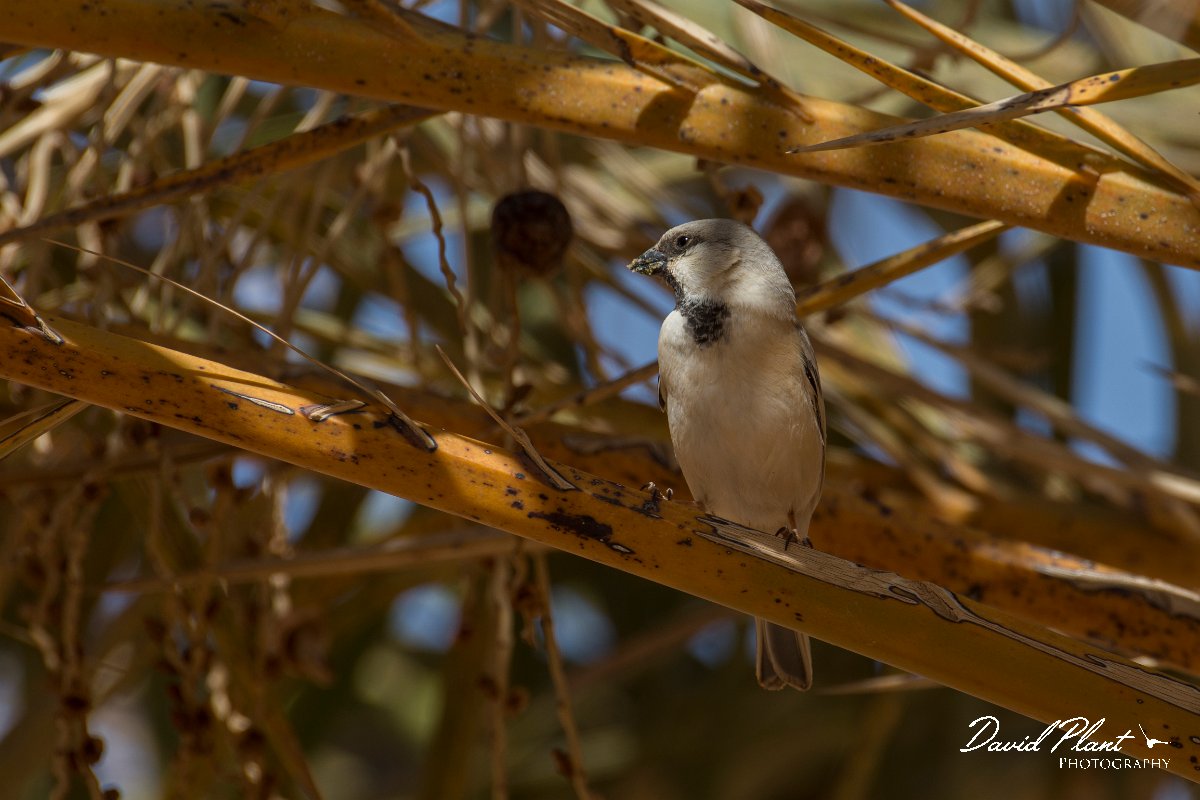 DPPhotography - Morocco - Desert sparrow - F.jpg - Desert sparrow - Sahara Desert, Morocco