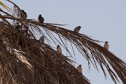 DPPhotography - Morocco - Desert sparrow - A