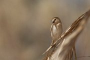 DPPhotography - Morocco - Desert sparrow - B