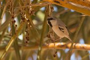 DPPhotography - Morocco - Desert sparrow - C