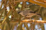 DPPhotography - Morocco - Desert sparrow - D