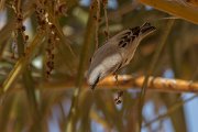 DPPhotography - Morocco - Desert sparrow - E