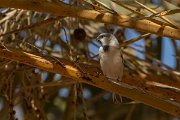 DPPhotography - Morocco - Desert sparrow - F