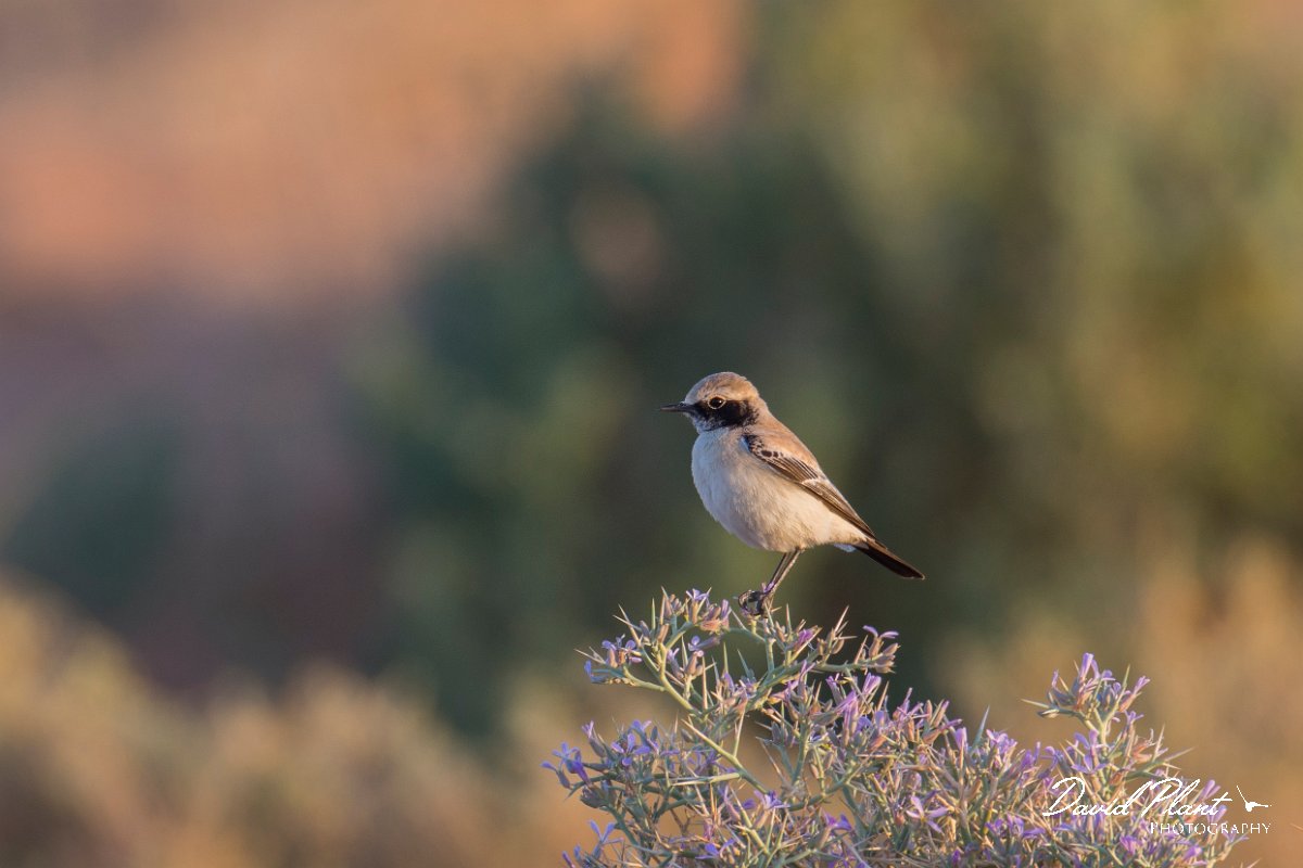 DPPhotography - Morocco - Desert wheatear - A.jpg - Desert wheatear - Sahara Desert, Morocco