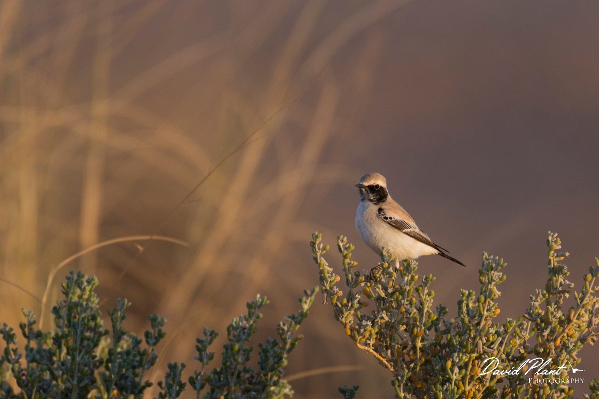 DPPhotography - Morocco - Desert wheatear - B.jpg - Desert wheatear - Sahara Desert, Morocco