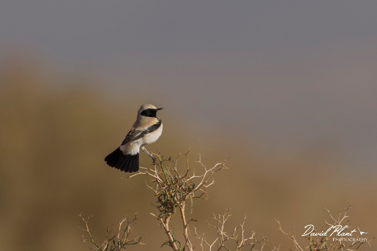 DPPhotography - Morocco - Desert wheatear - C.jpg - Desert wheatear - Sahara Desert, Morocco