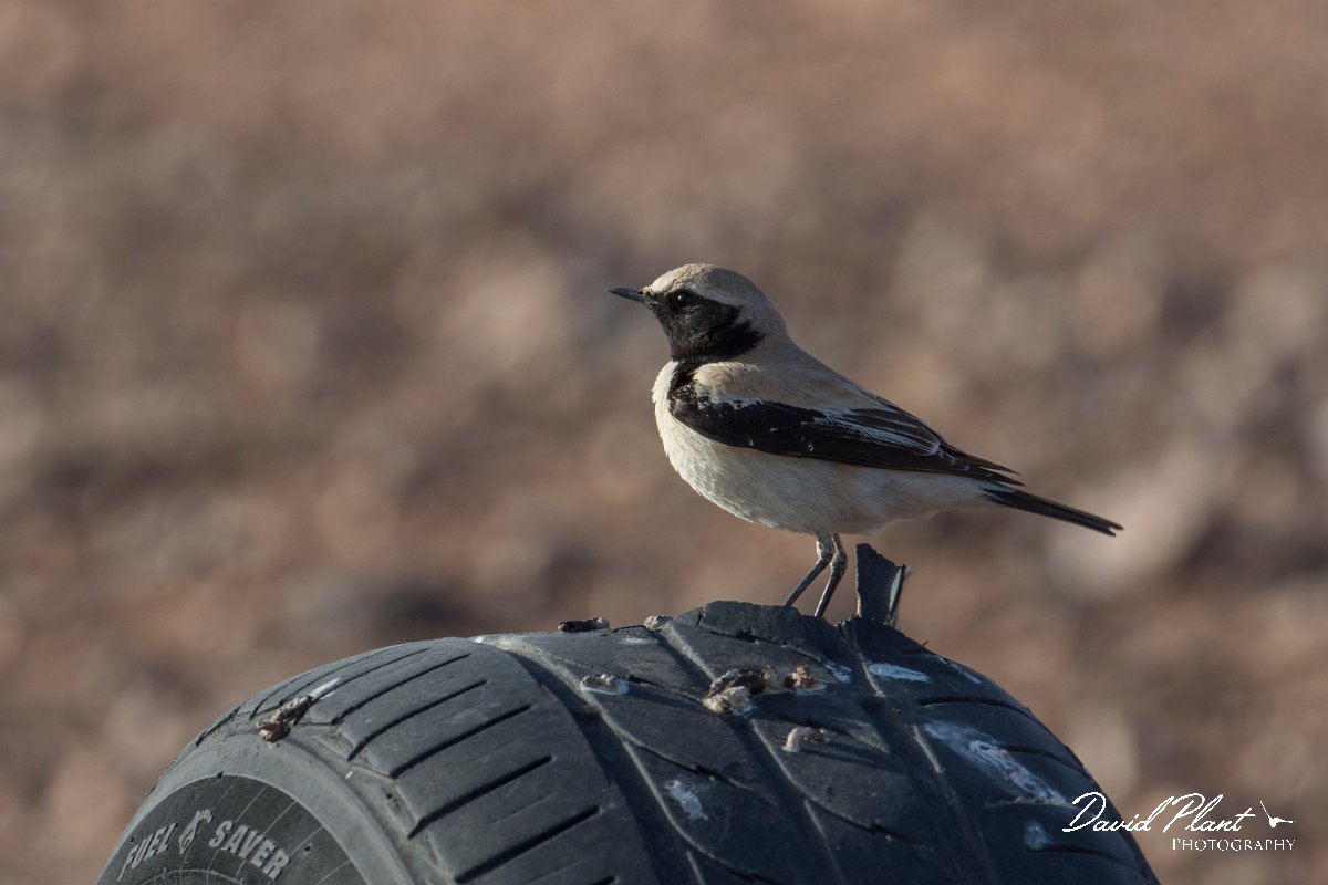 DPPhotography - Morocco - Desert wheatear - D.jpg - Desert wheatear - Tagdilt track, Morocco