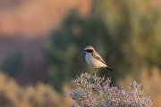DPPhotography - Morocco - Desert wheatear - A