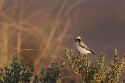 DPPhotography - Morocco - Desert wheatear - B