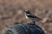 DPPhotography - Morocco - Desert wheatear - D