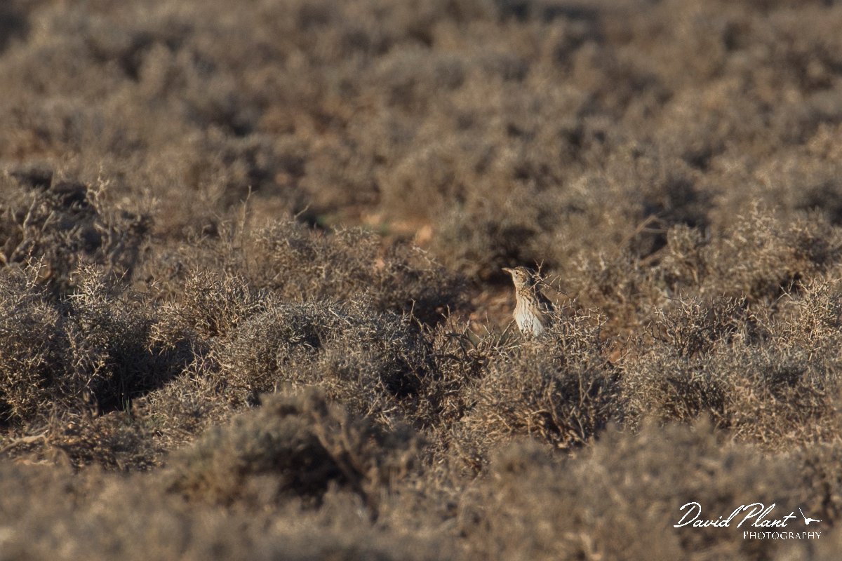 DPPhotography - Morocco - Dupont's lark - A.jpg - Dupont's lark - Zeida Plain, Morocco