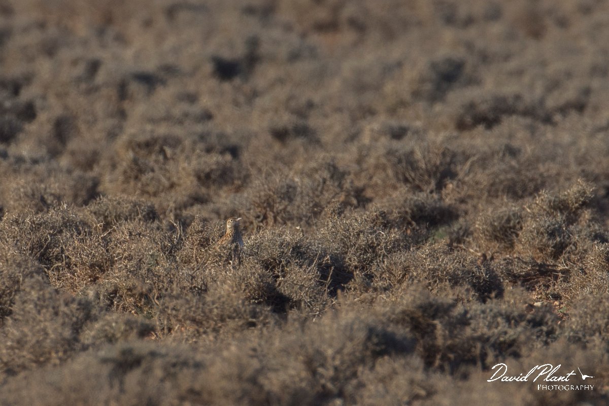 DPPhotography - Morocco - Dupont's lark - B.jpg - Dupont's lark - Zeida Plain, Morocco