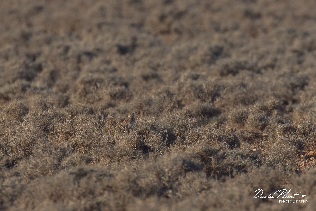 DPPhotography - Morocco - Dupont's lark - C.jpg - Dupont's lark - Zeida Plain, Morocco