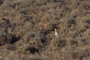 DPPhotography - Morocco - Dupont's lark - A