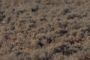 DPPhotography - Morocco - Dupont's lark - B