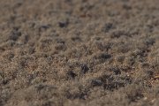 DPPhotography - Morocco - Dupont's lark - C