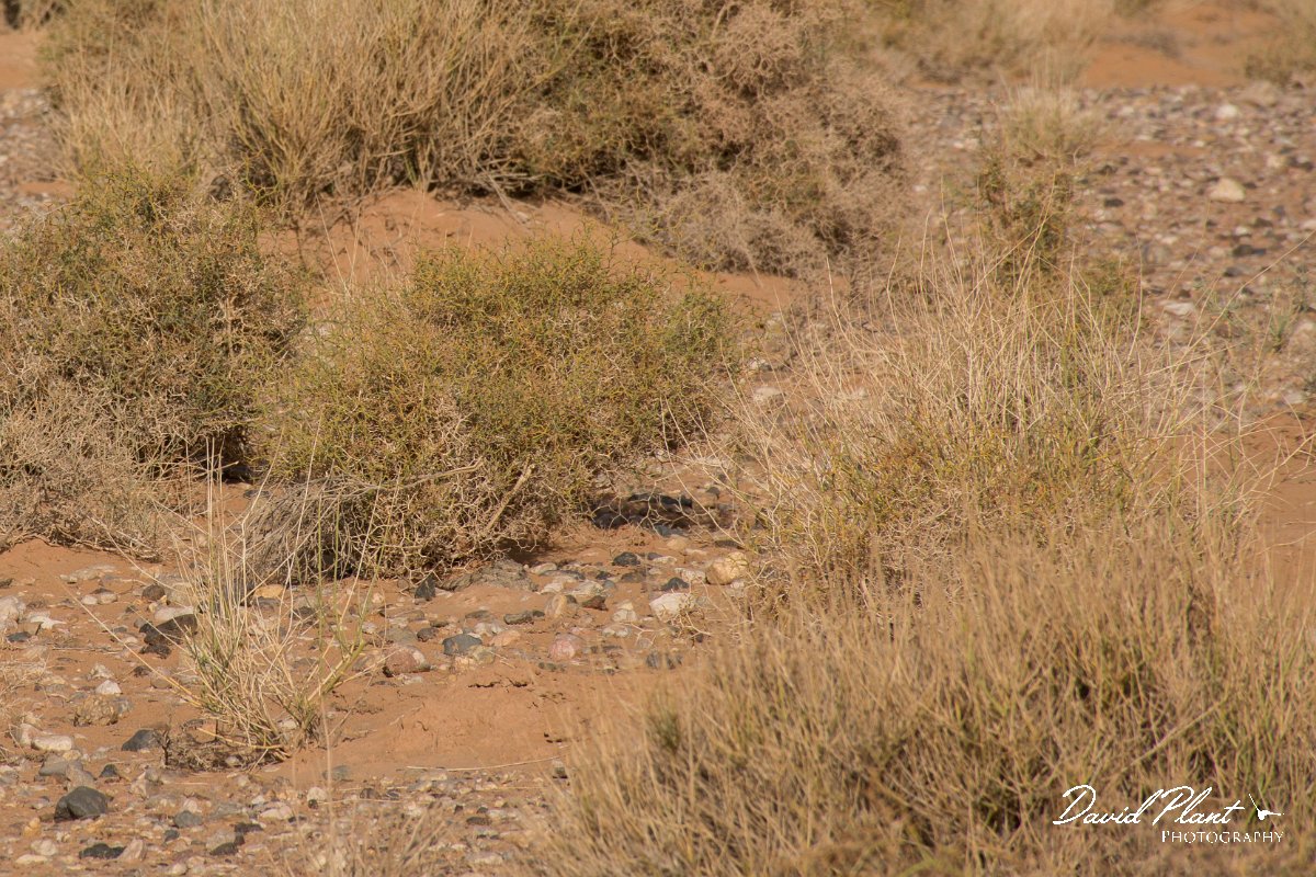 DPPhotography - Morocco - Egyptian nightjar - B.jpg - Egyptian nightjar - Sahara Desert, Morocco