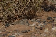 DPPhotography - Morocco - Egyptian nightjar - A