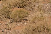 DPPhotography - Morocco - Egyptian nightjar - B